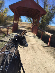 Donkey about to cross a covered bridge