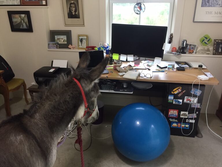 Donkey inside an office