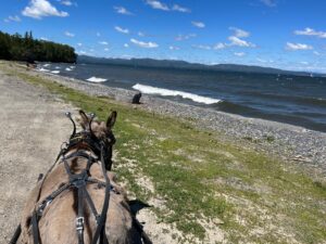Ernest the mini donkey pulling the cart by Lake Champlain